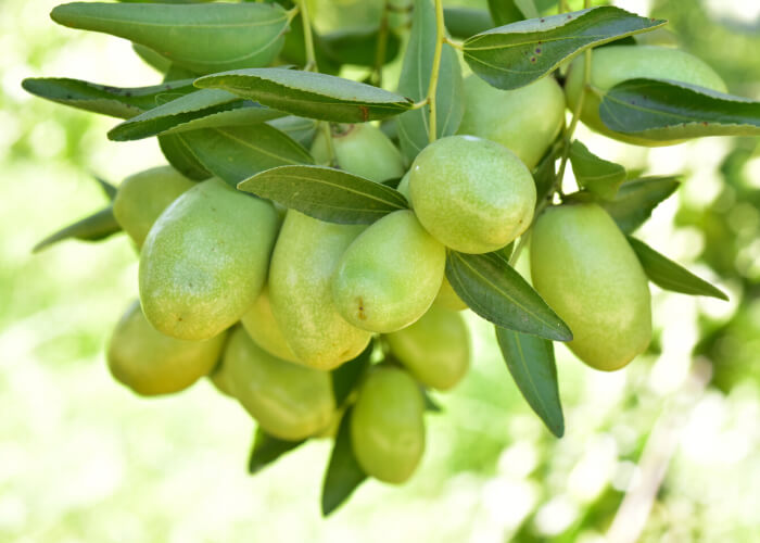 Jojoba Oil